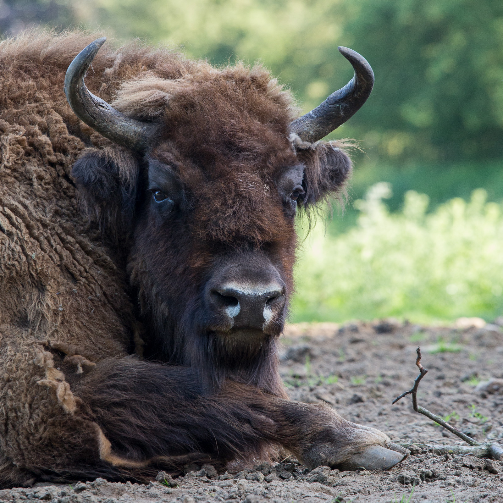 European bison / wisent : Whipsnade : 06 Jun 2014