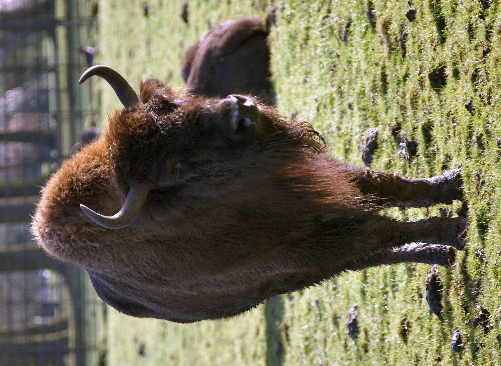 European bison (wissent)