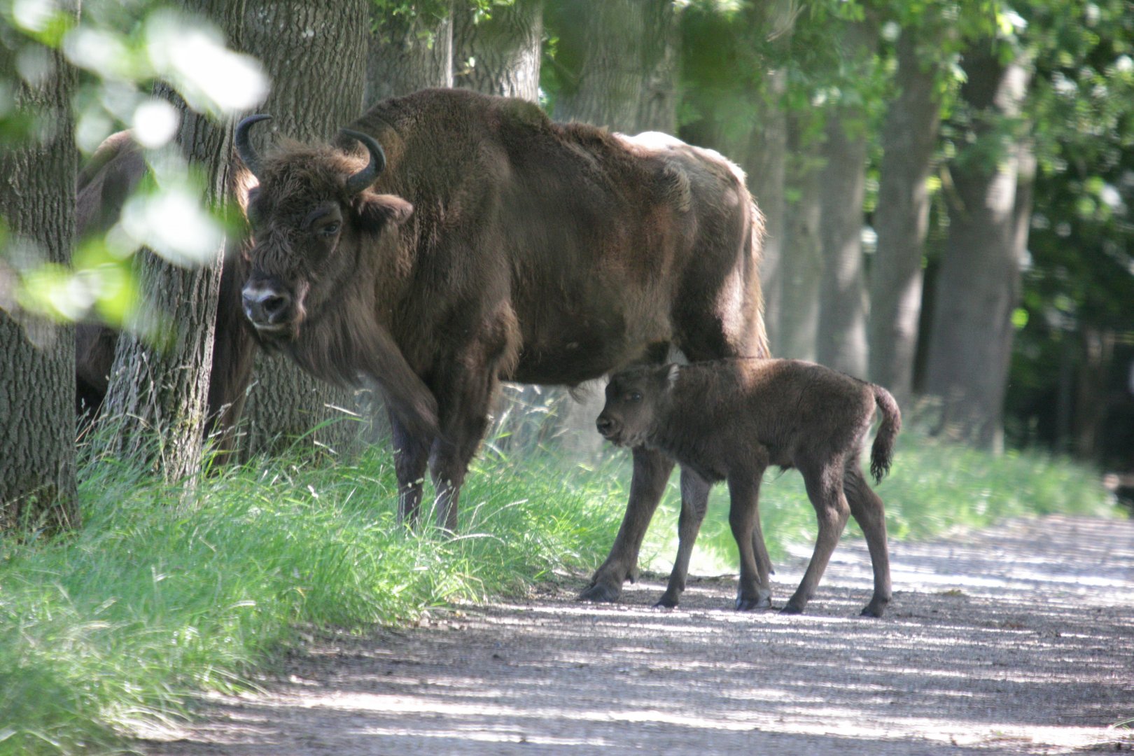 European bison with calf