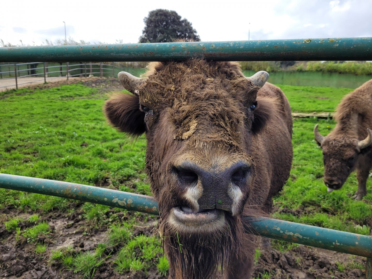 European bison -Zoo de Santillana del Mar (2023)