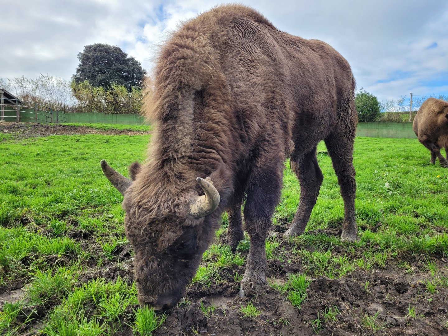 European bison -Zoo de Santillana del Mar (2023)