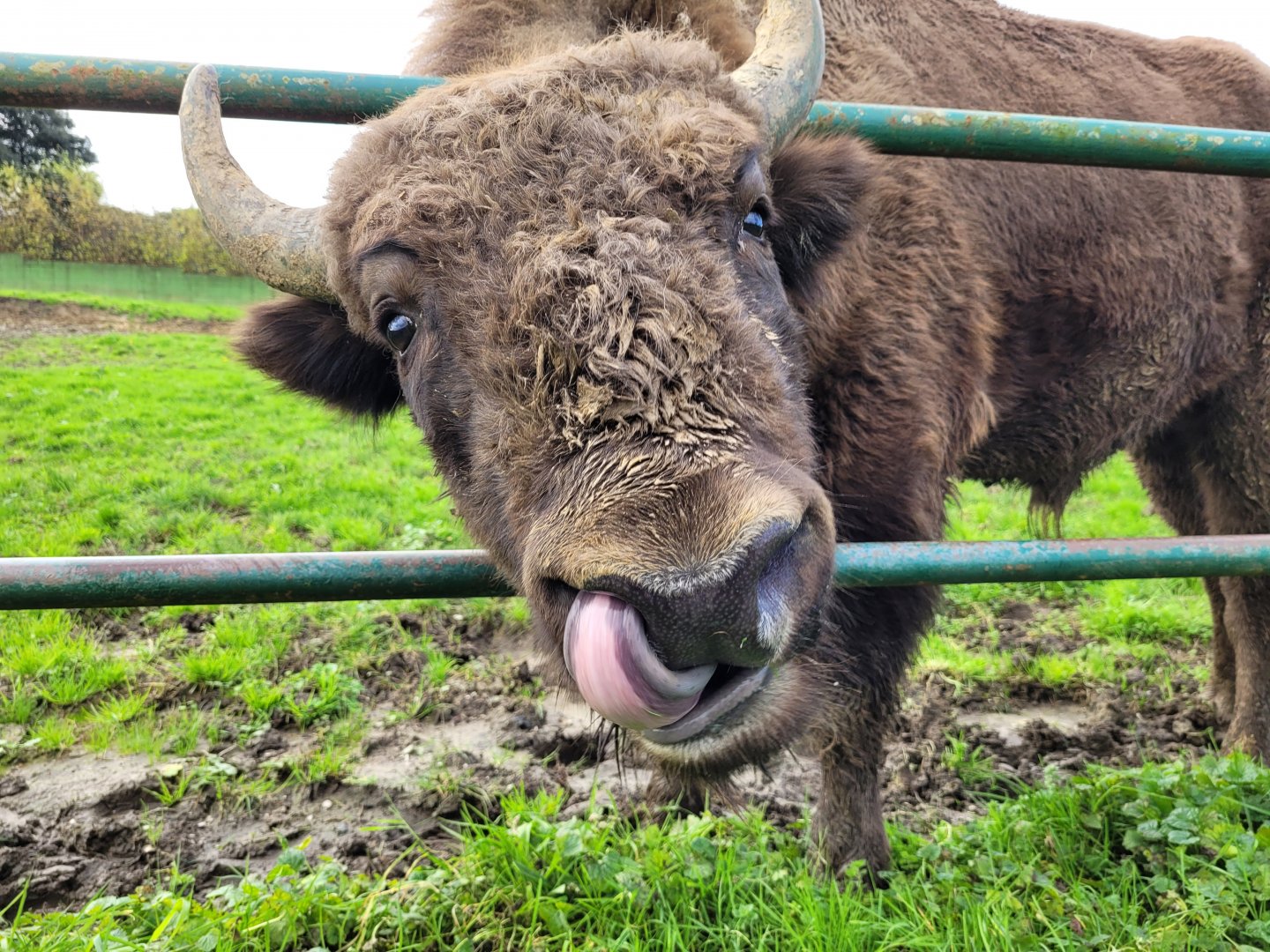 European bison -Zoo de Santillana del Mar (2023)
