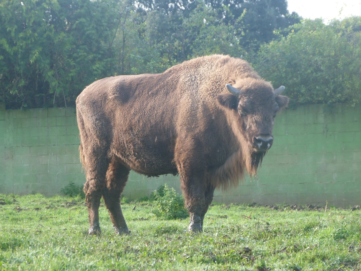 European bison -Zoo de Santillana del Mar (2024)