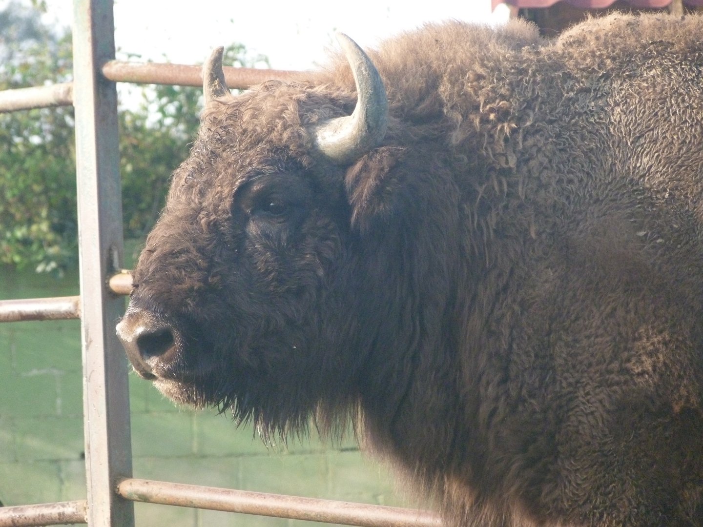 European bison -Zoo de Santillana del Mar (2024)