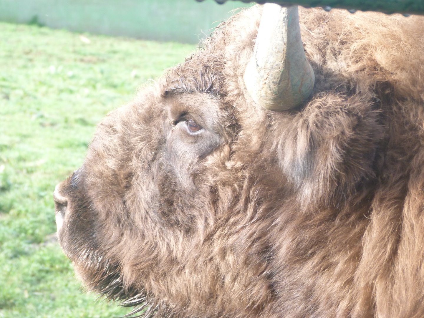 European bison -Zoo de Santillana del Mar (2024)