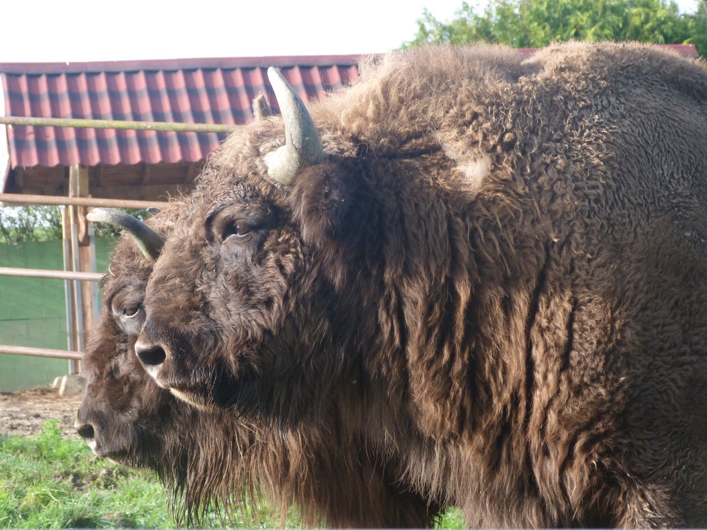 European bison -Zoo de Santillana del Mar (2024)