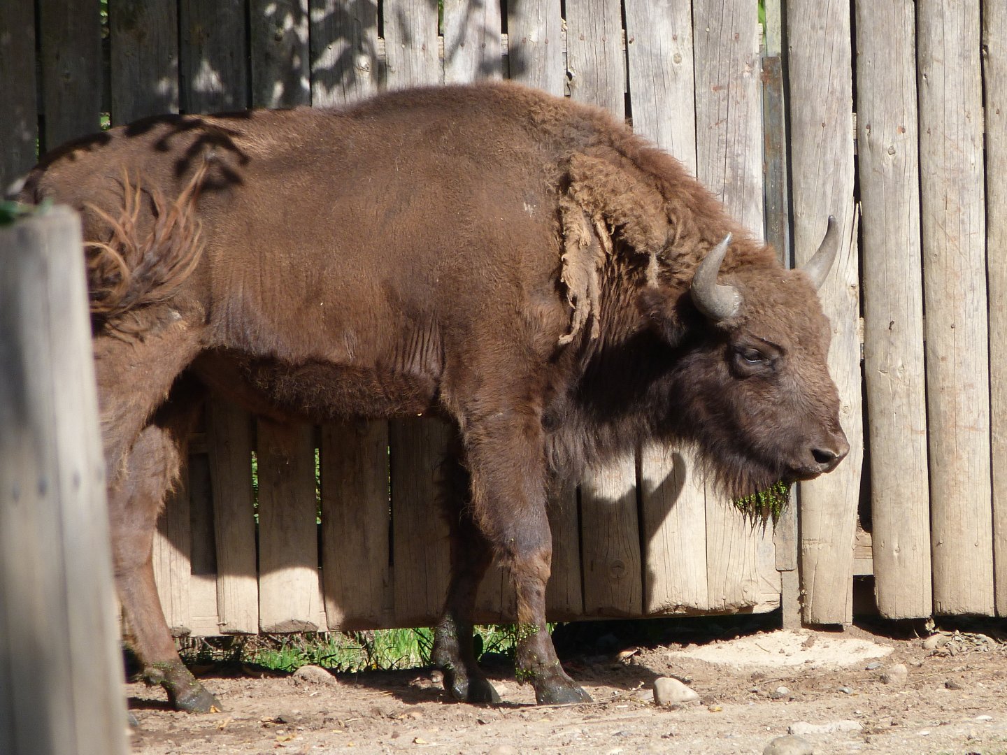 European bison -Zoo Praha (2025)