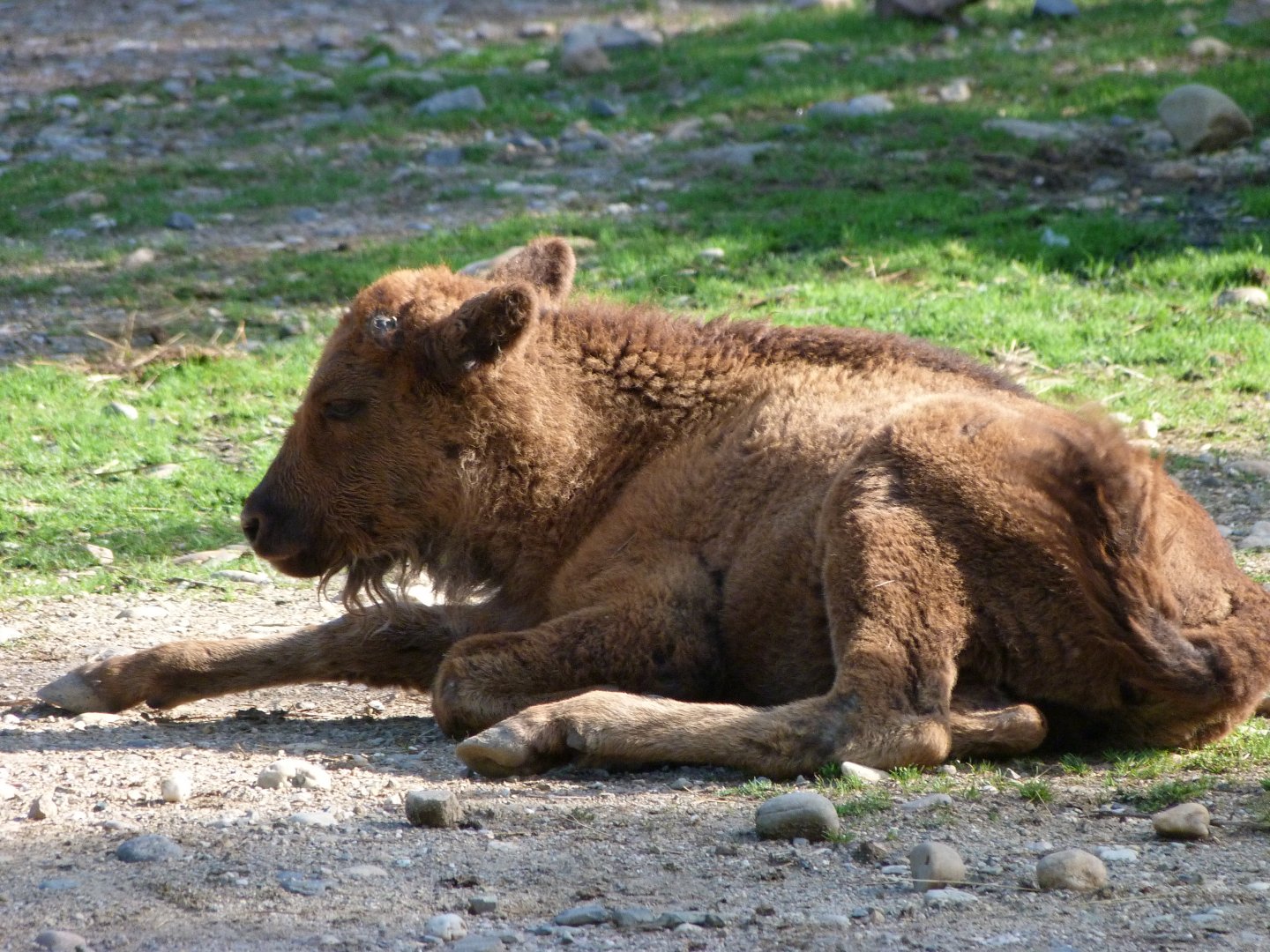 European bison -Zoo Praha (2025)