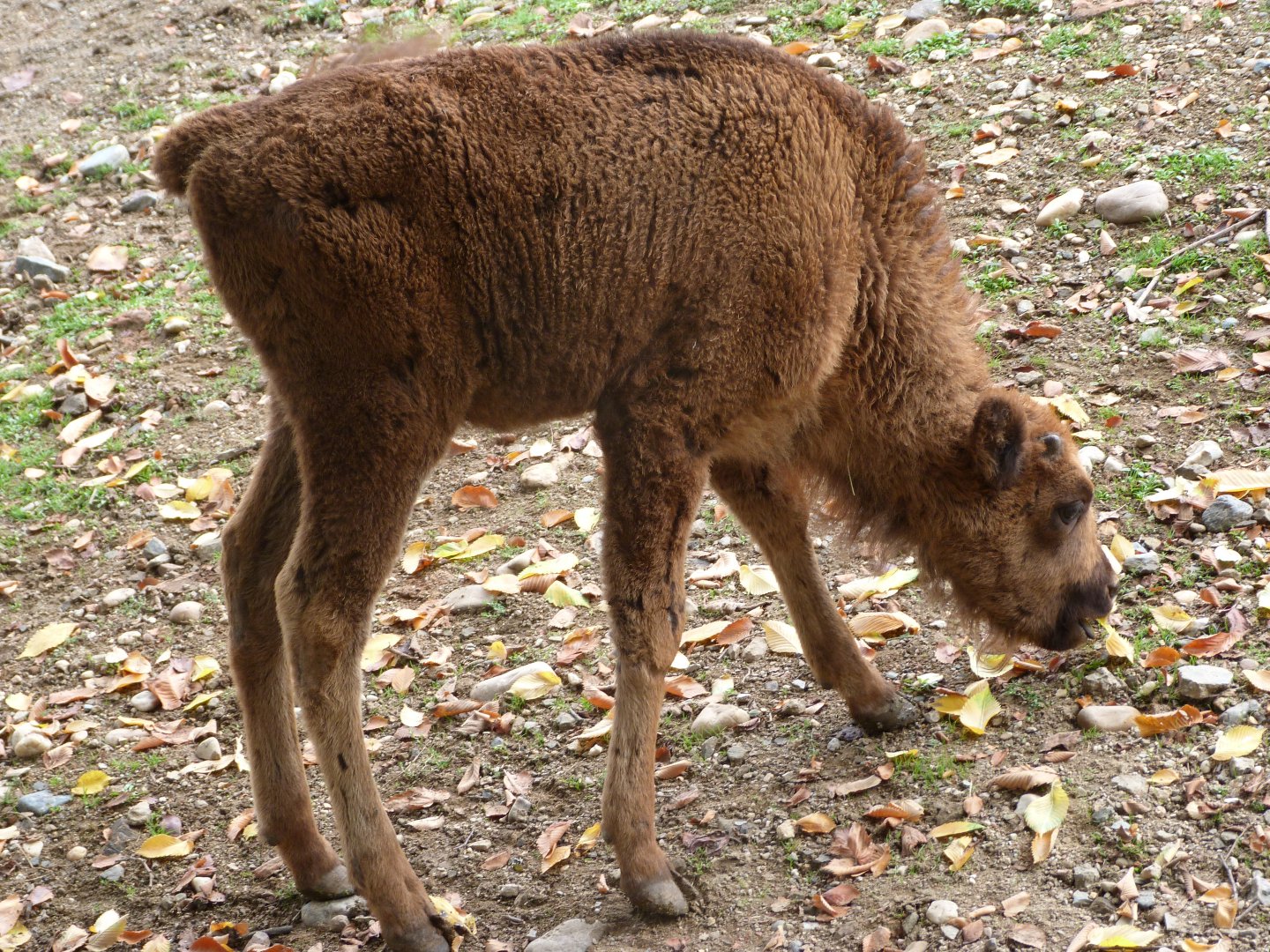 European bison -Zoo Praha (2025)