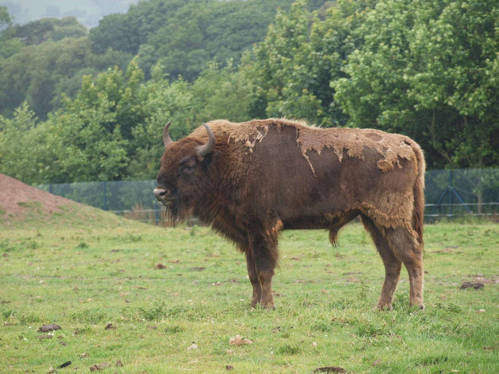 European Bison