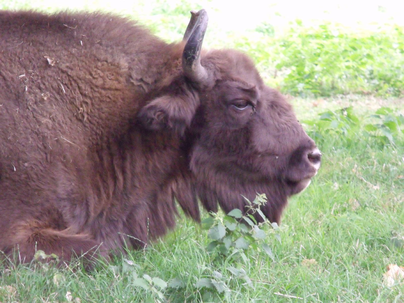 European Bison