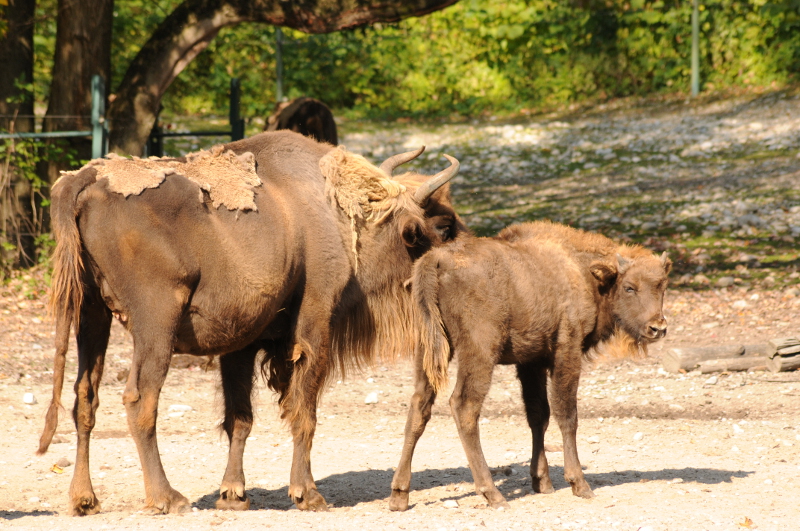 European bison