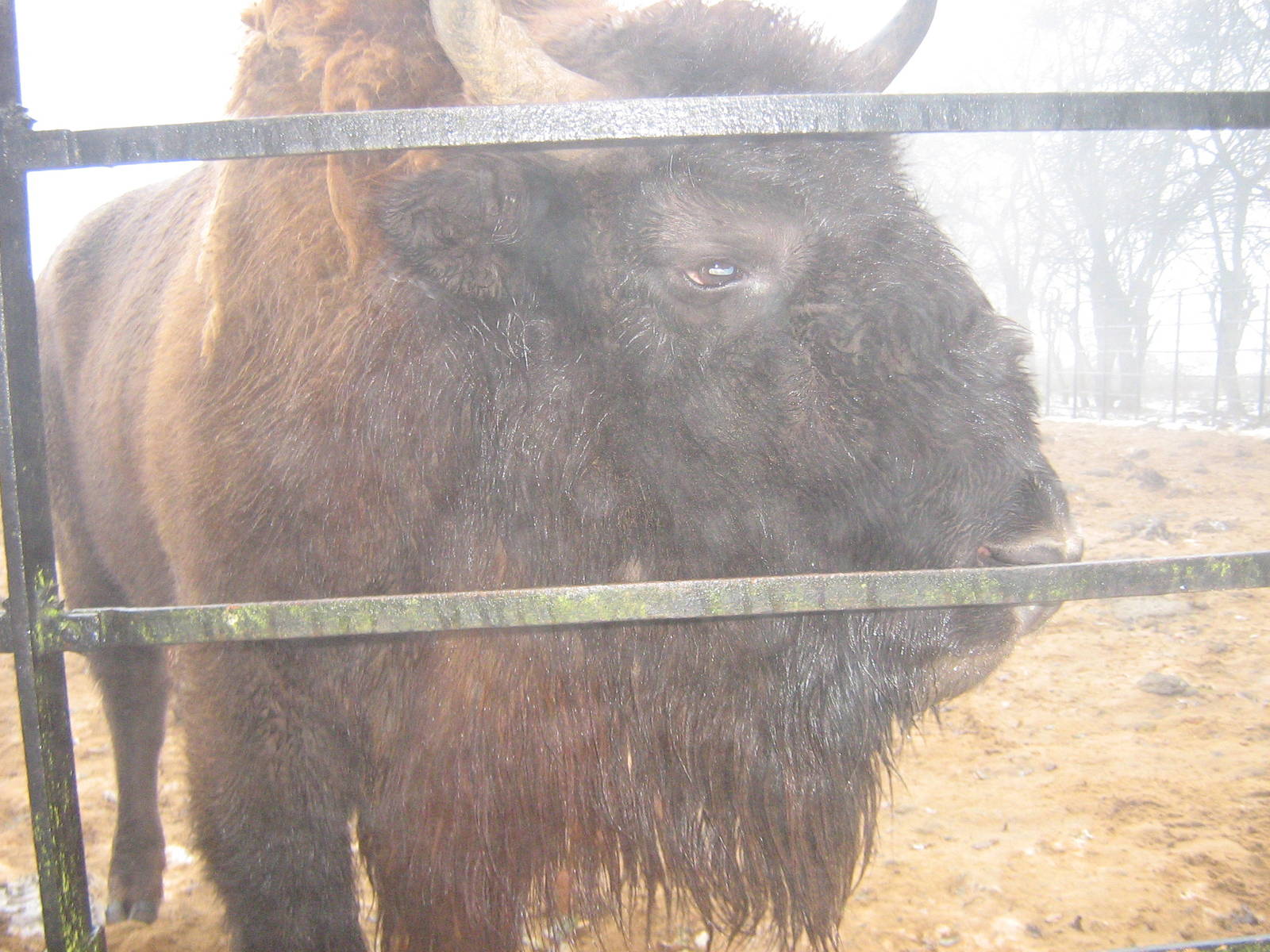 European Bison.