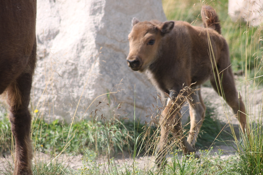 European Bison