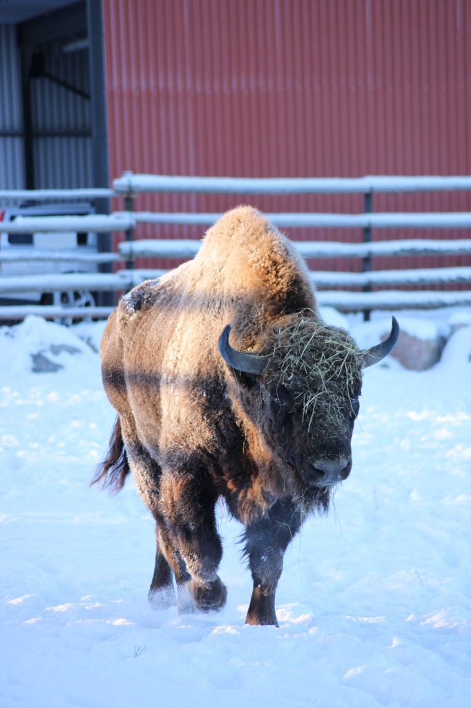 European Bison