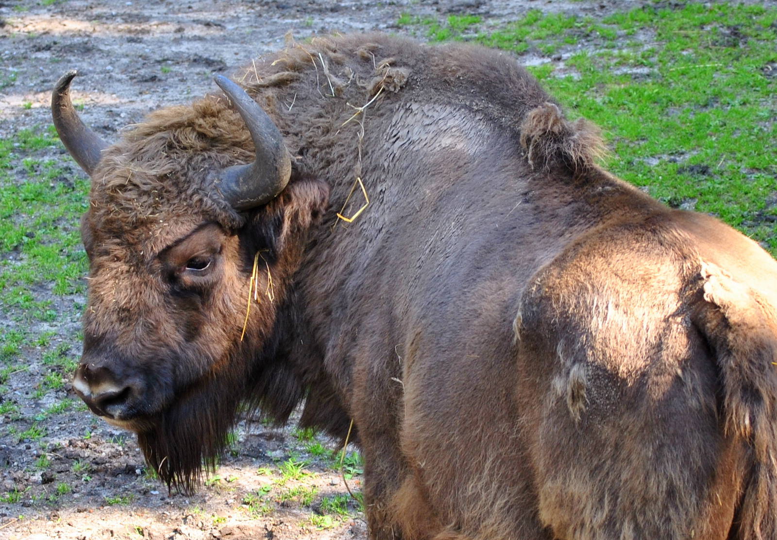 European Bison