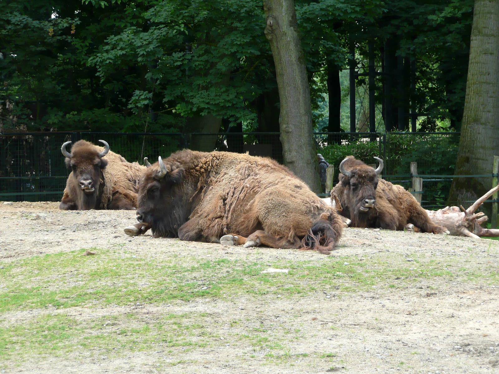 European bison