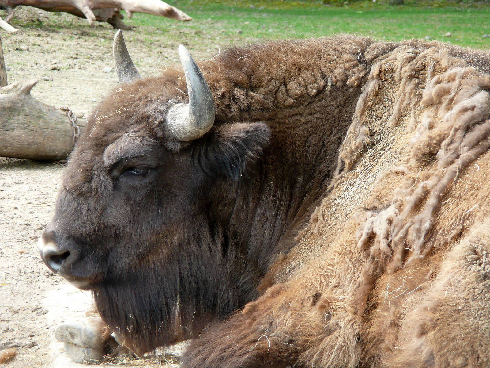 European bison
