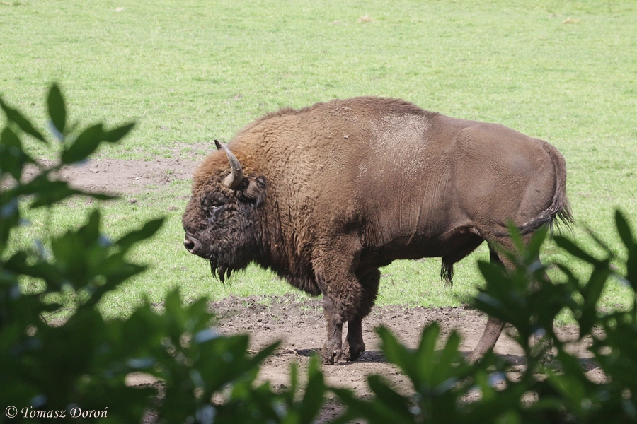 European Bison