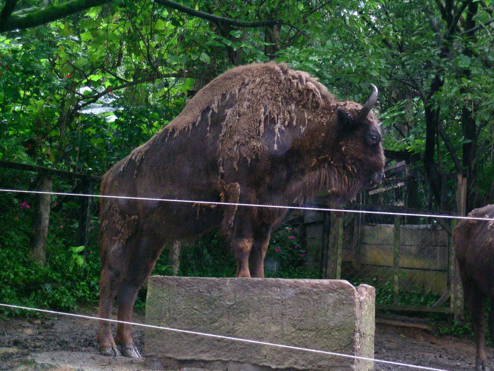 European bison