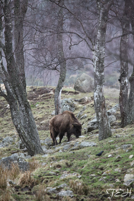 european bison