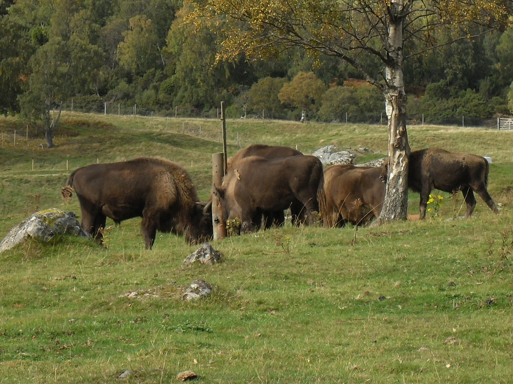 European bison