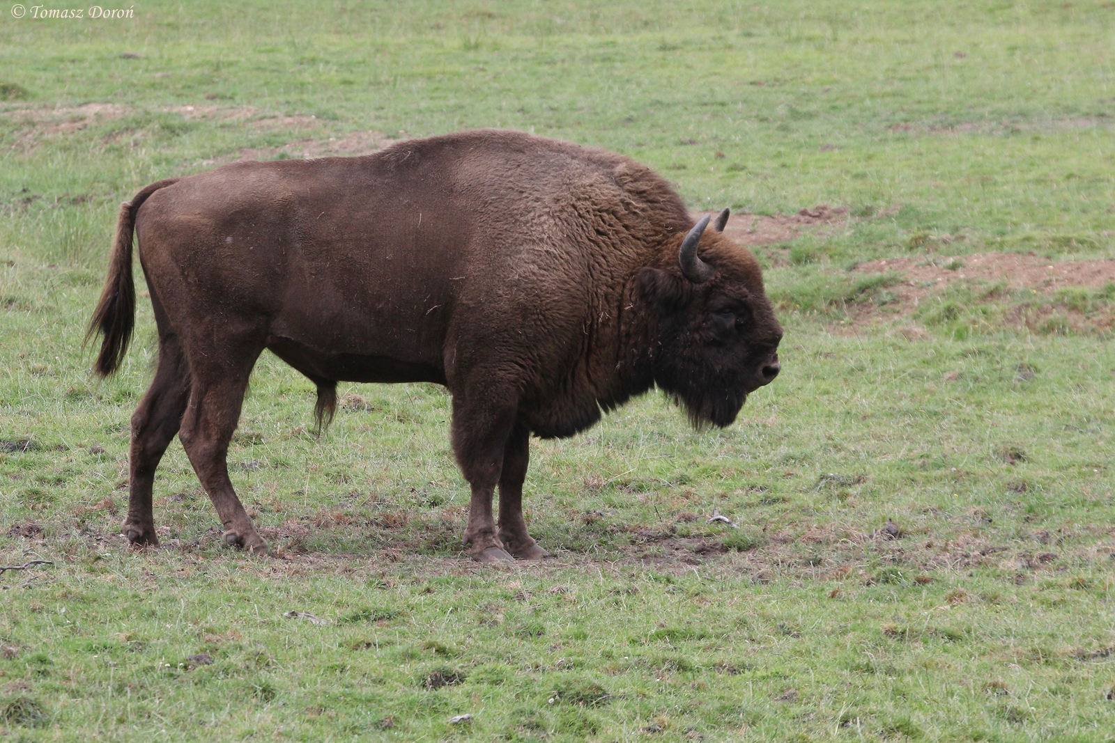 European Bison