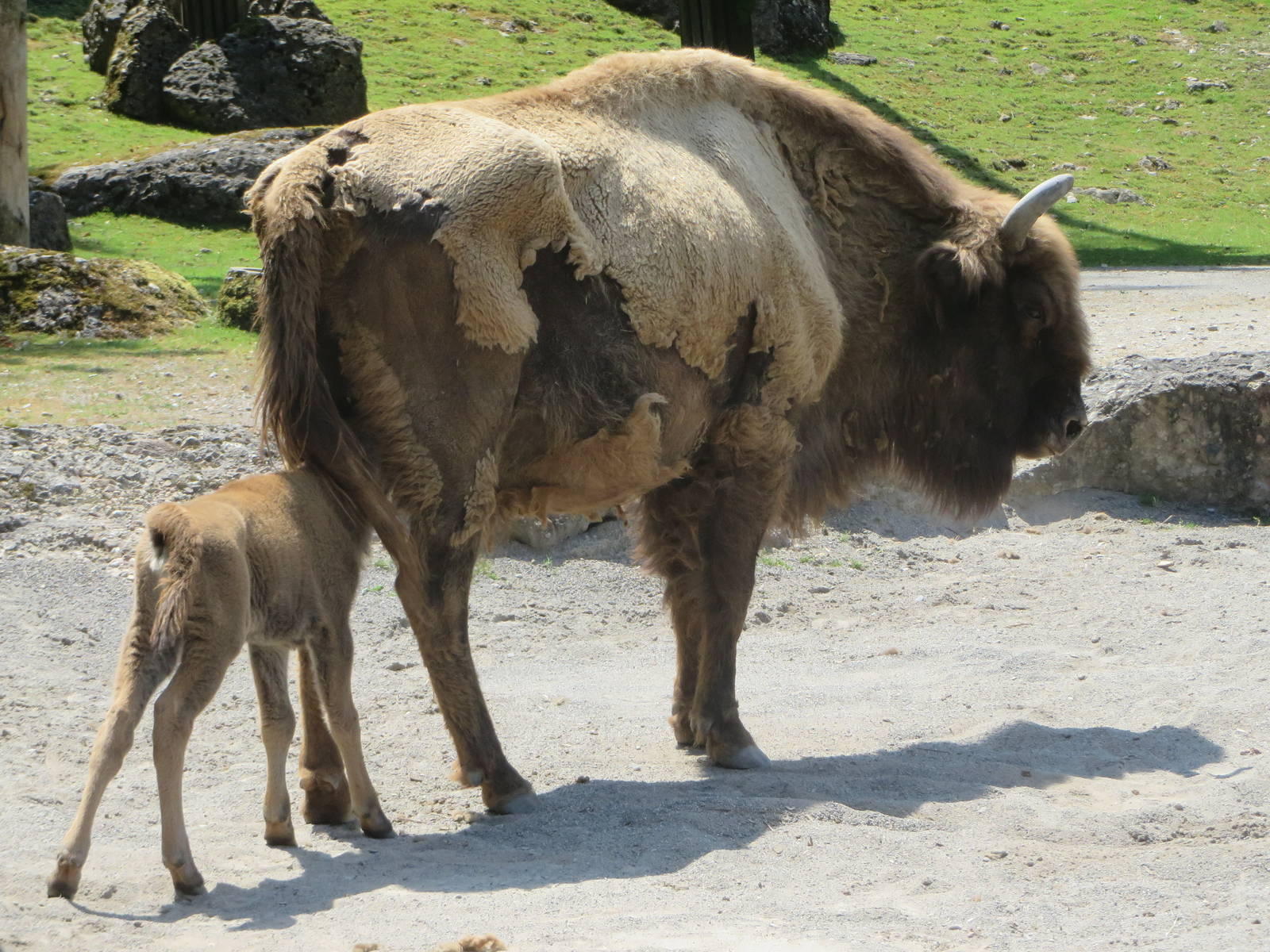 European bison