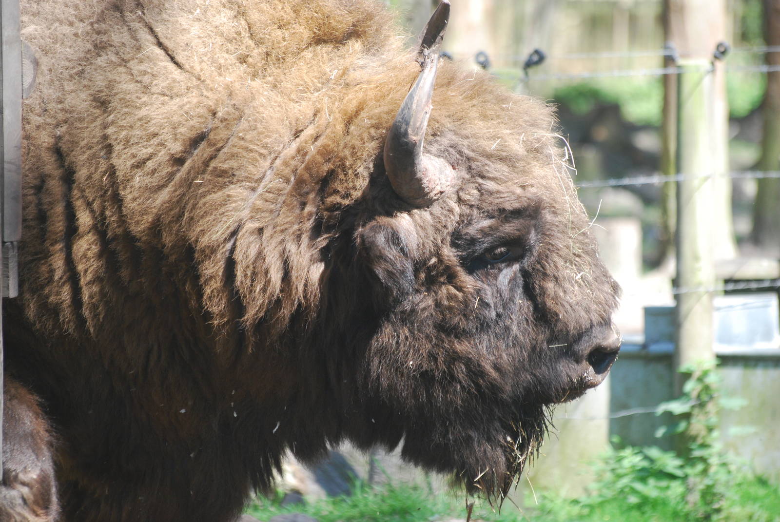 European bison