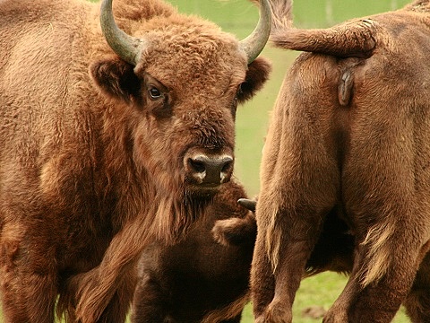 European Bison