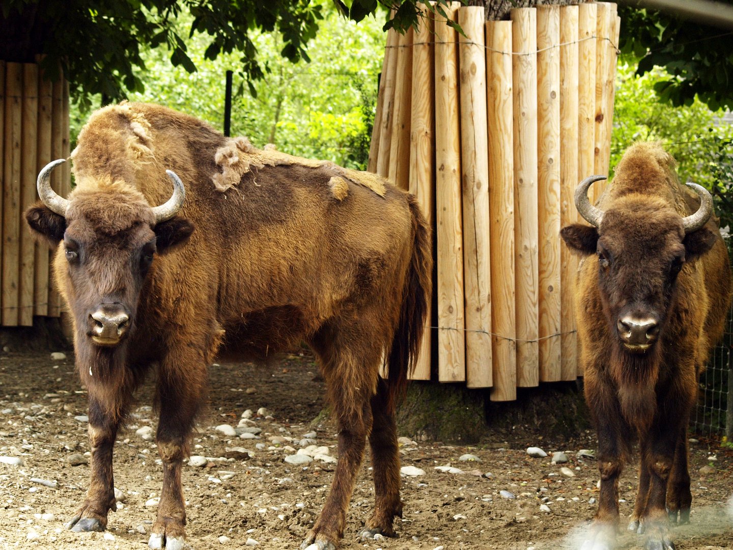 European bison