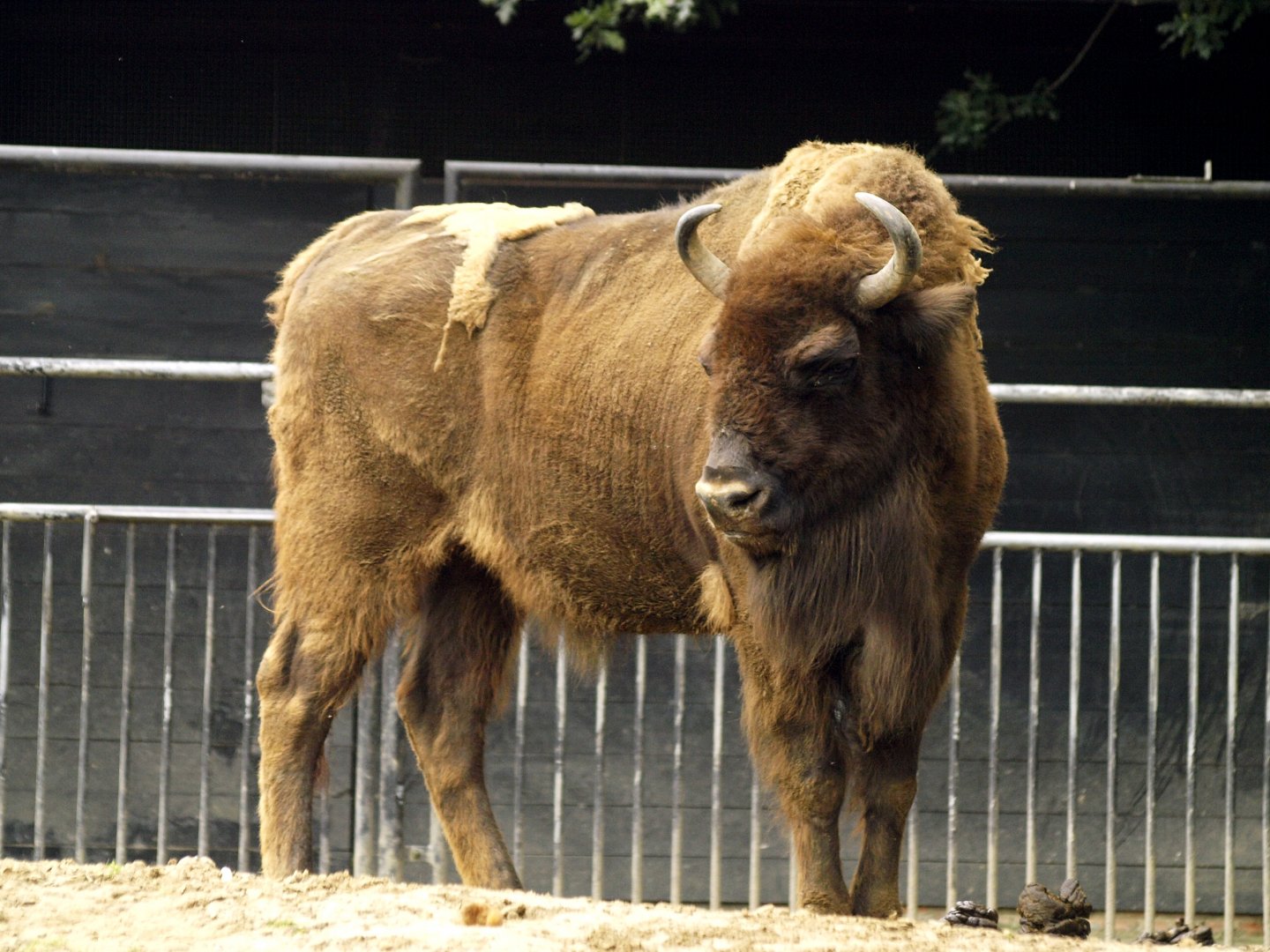 European bison