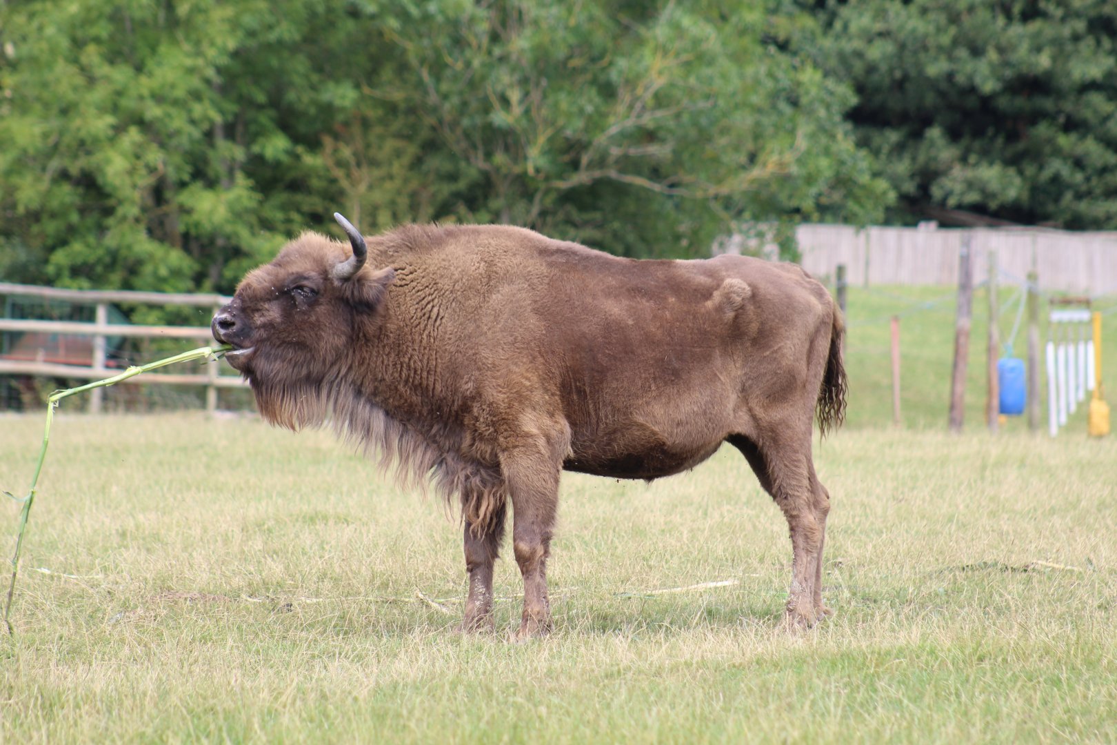 European Bison