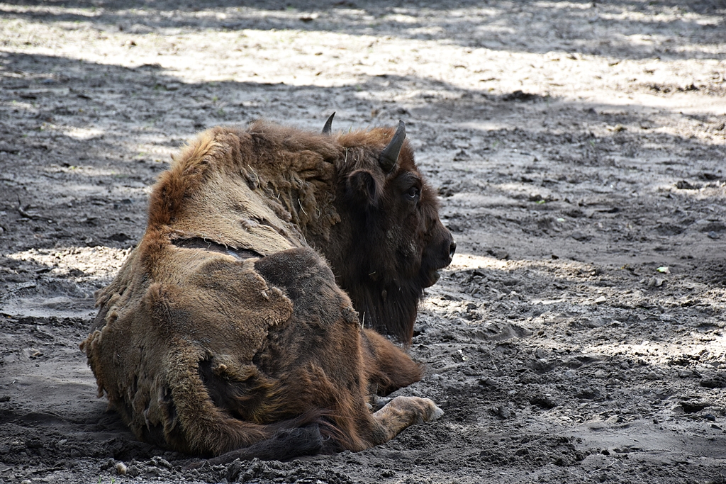 European bison
