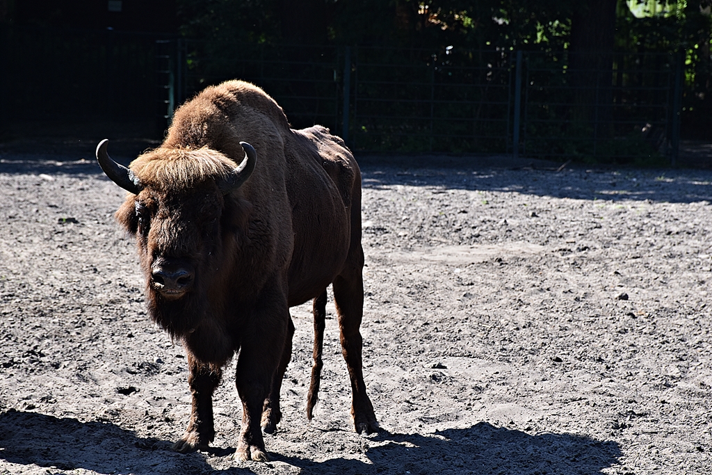 European bison