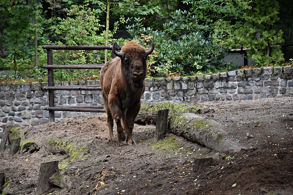 European bison