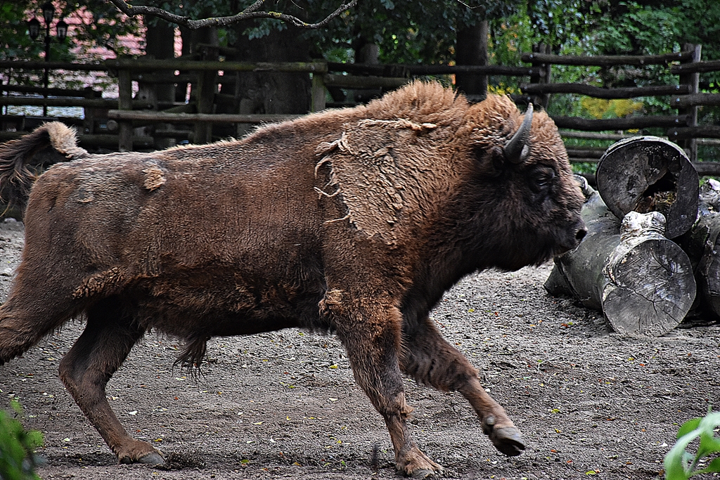 European bison