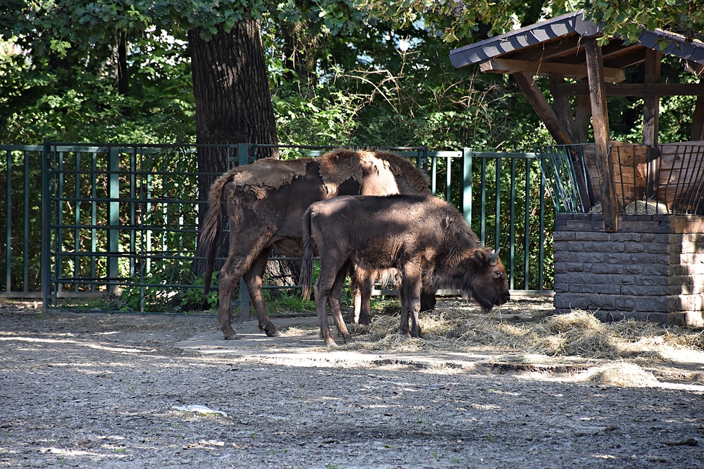 European bison