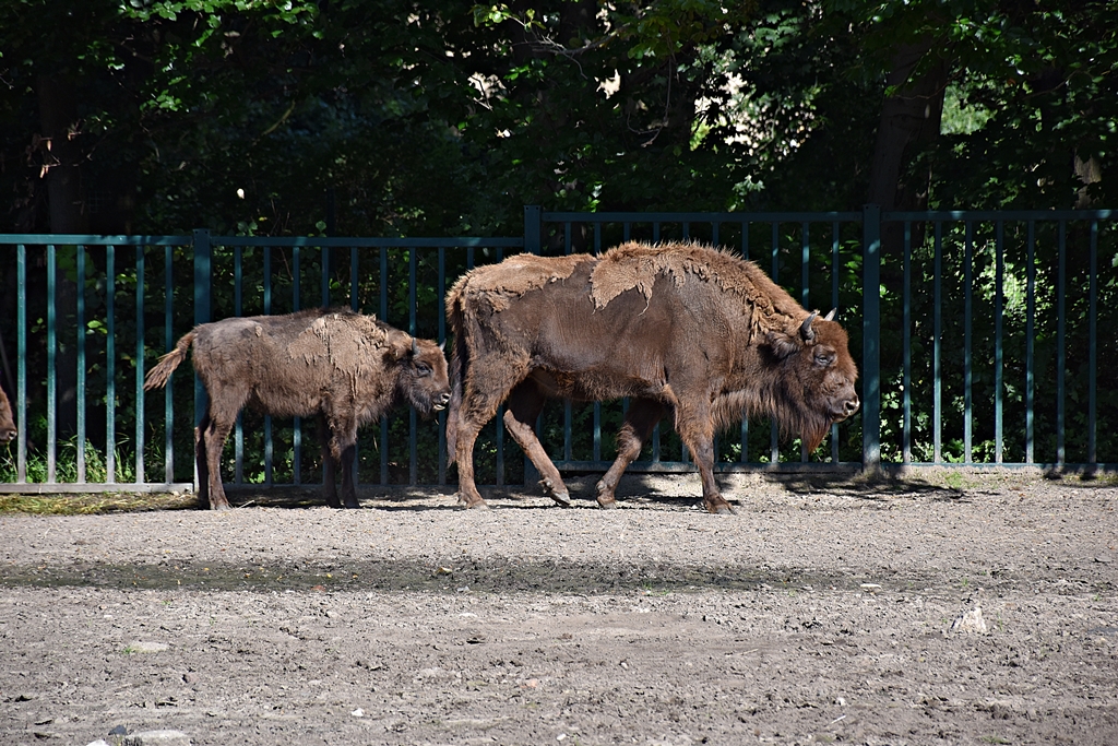 European bison