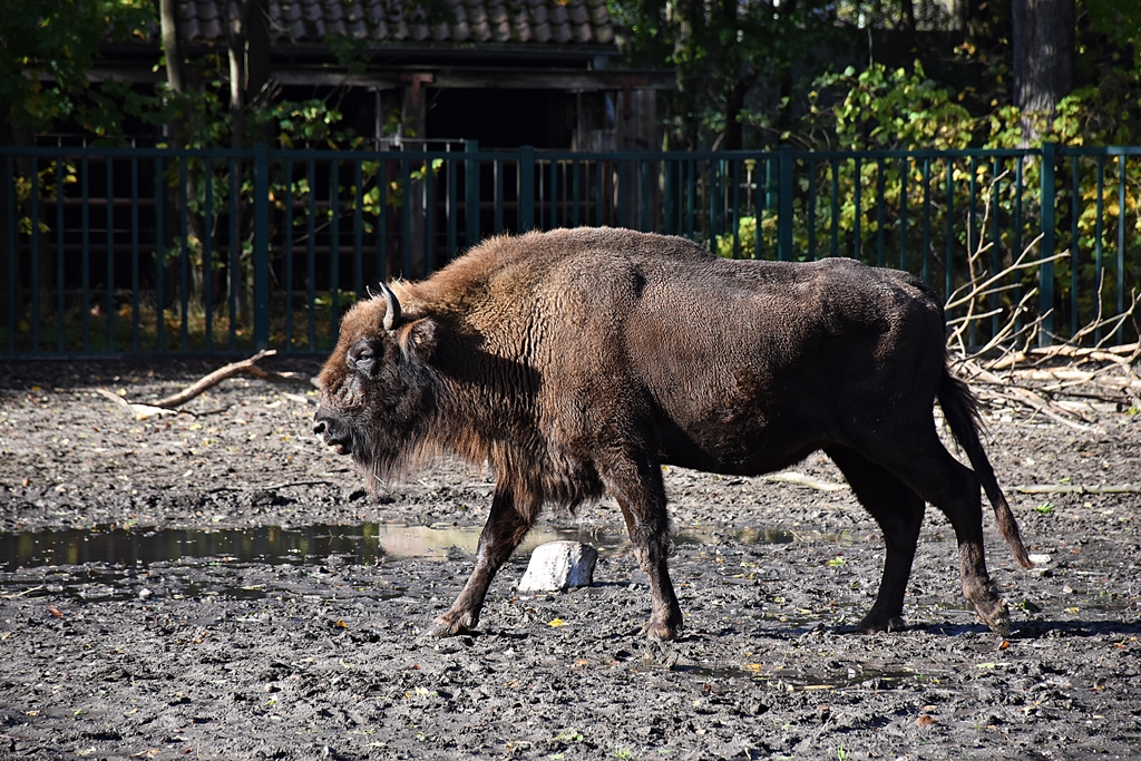 European bison