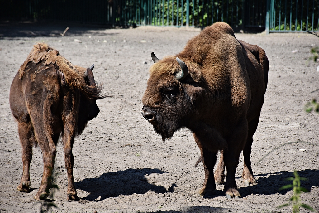 European bison