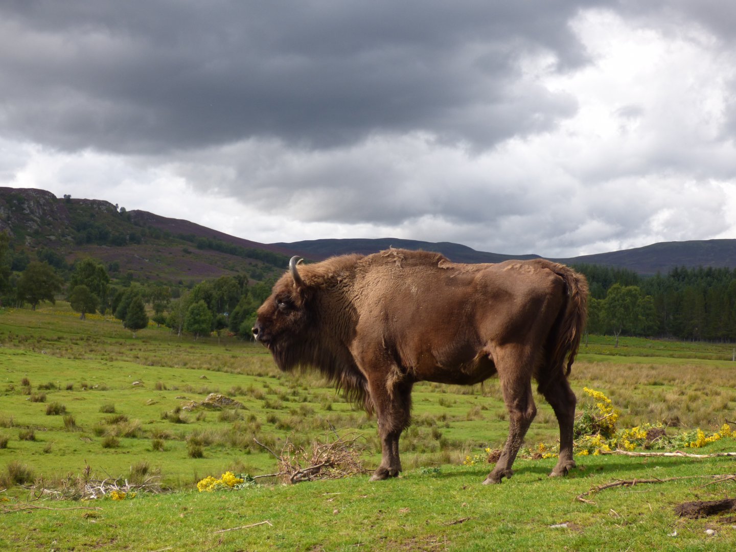 European Bison