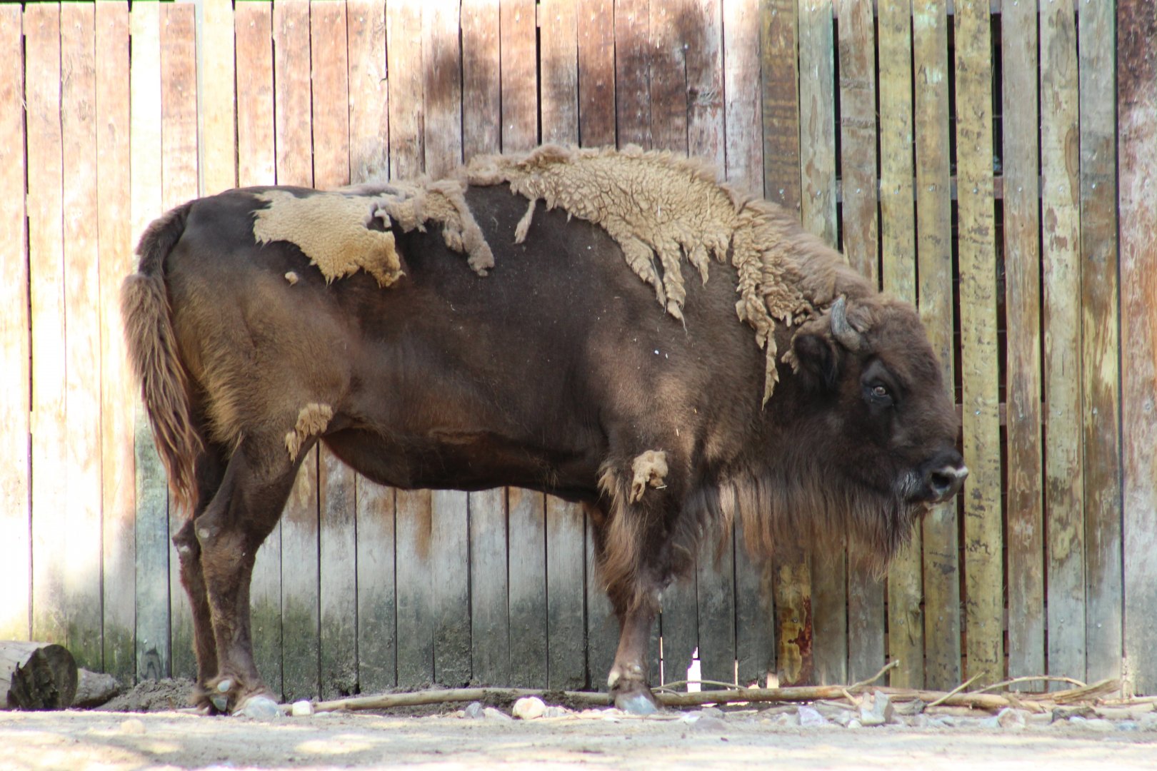 European Bison