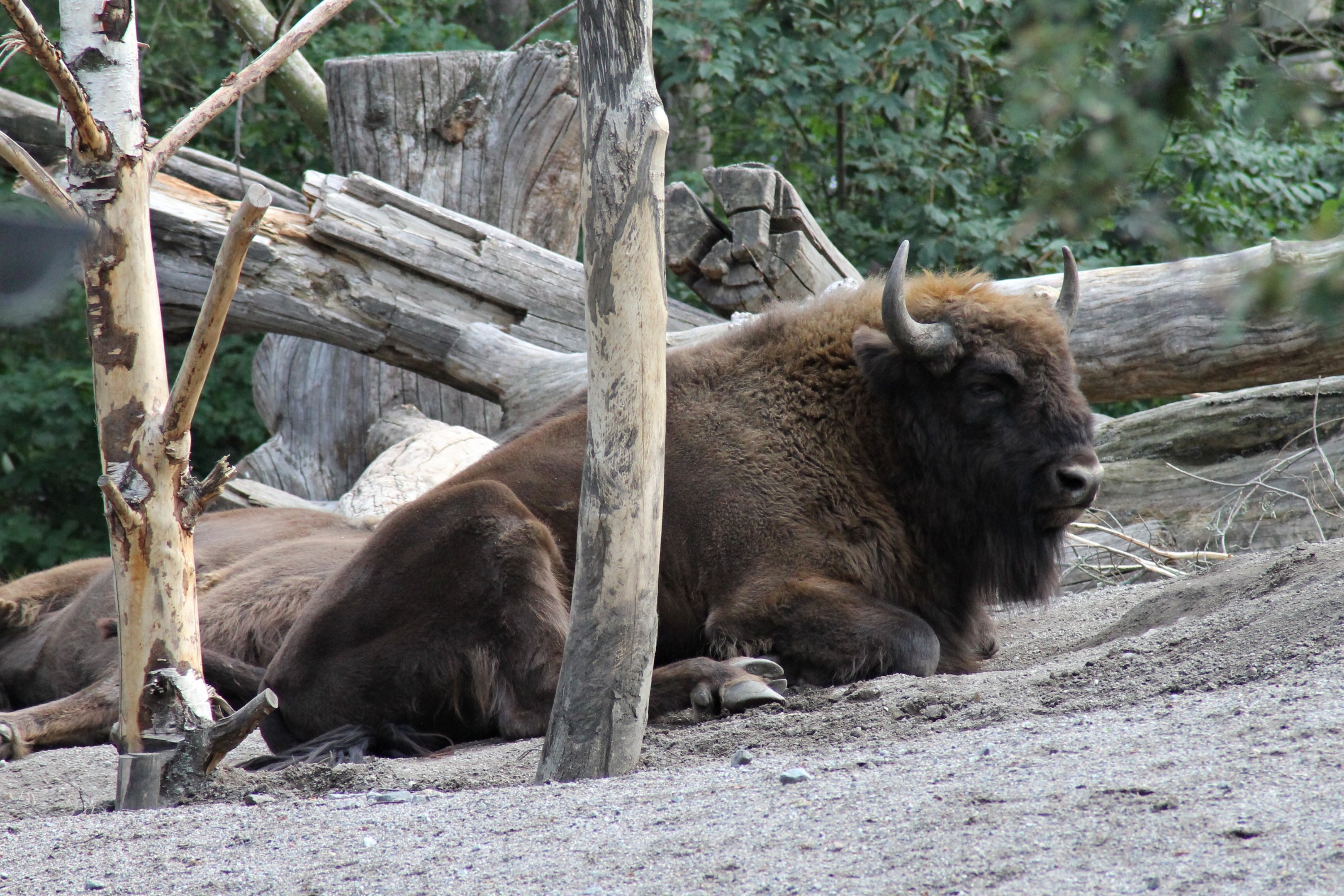 European bison