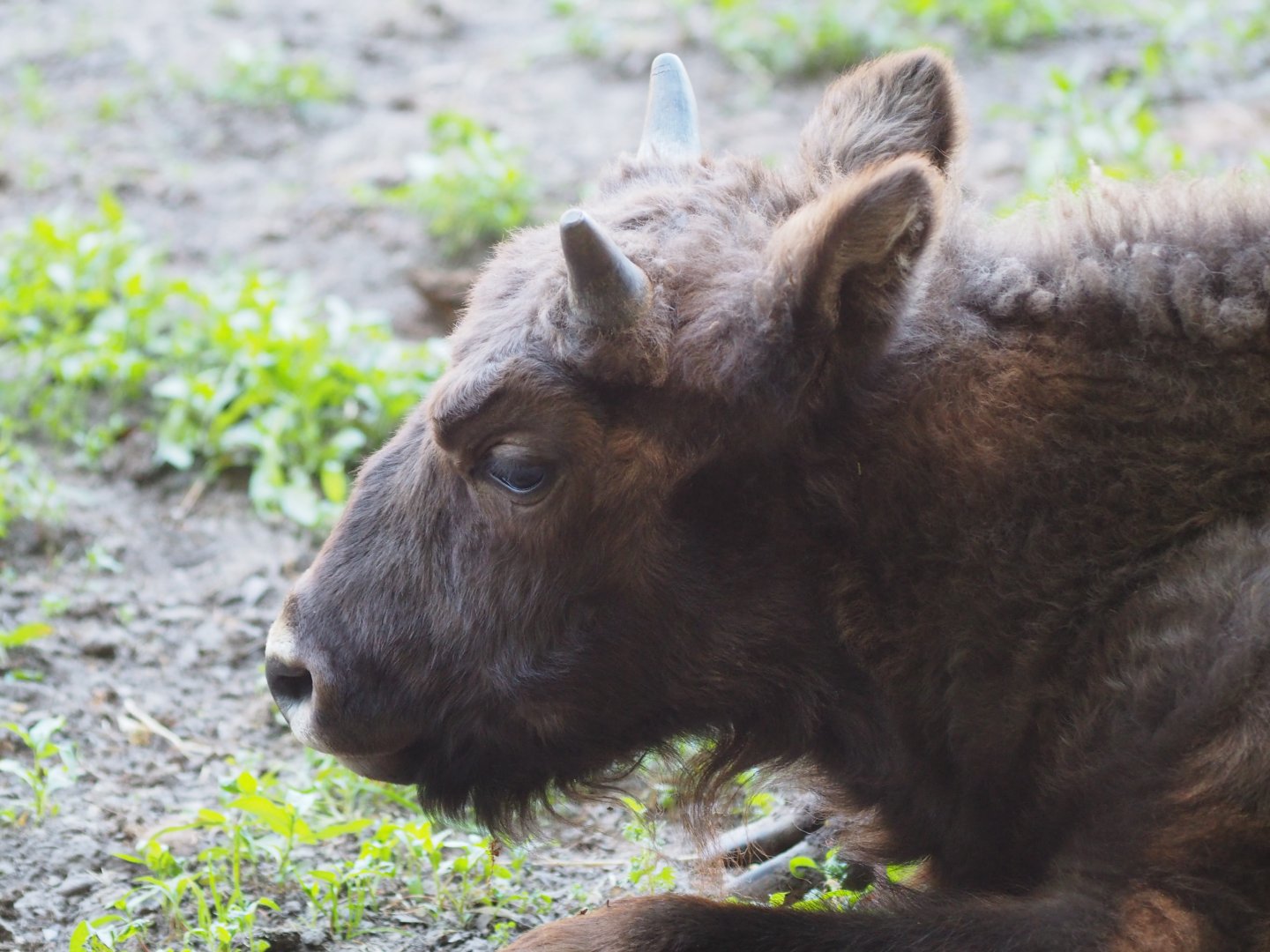 European Bison