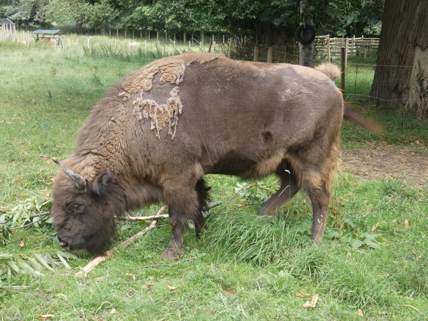 European Bison