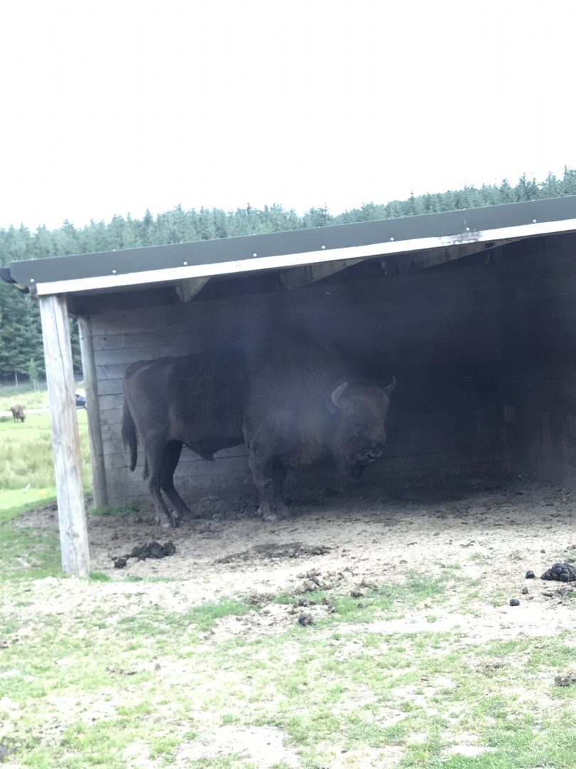 European bison
