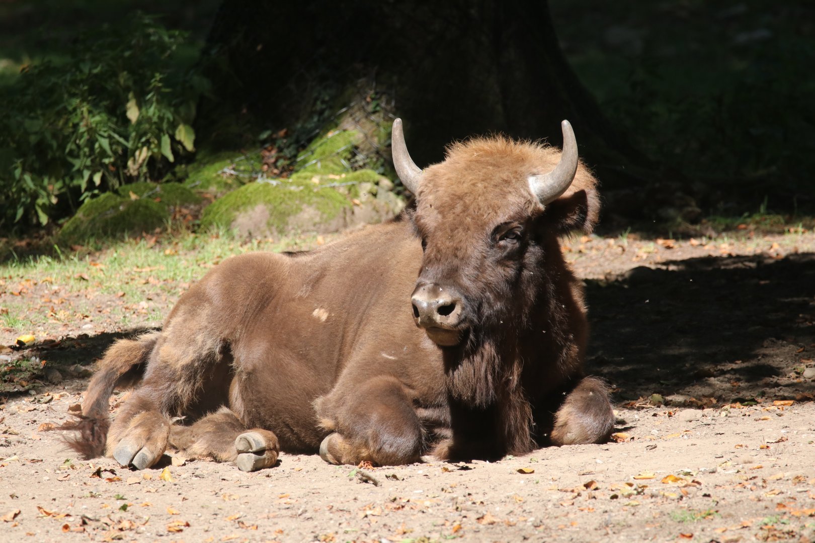 European bison