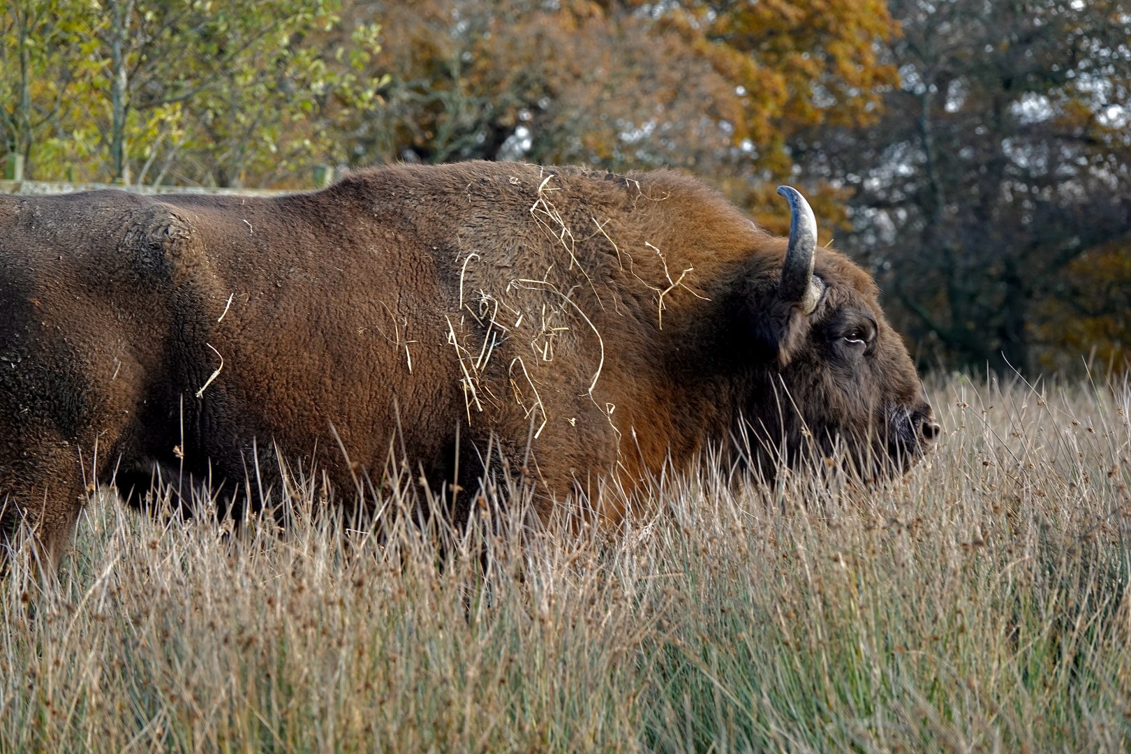 European Bison