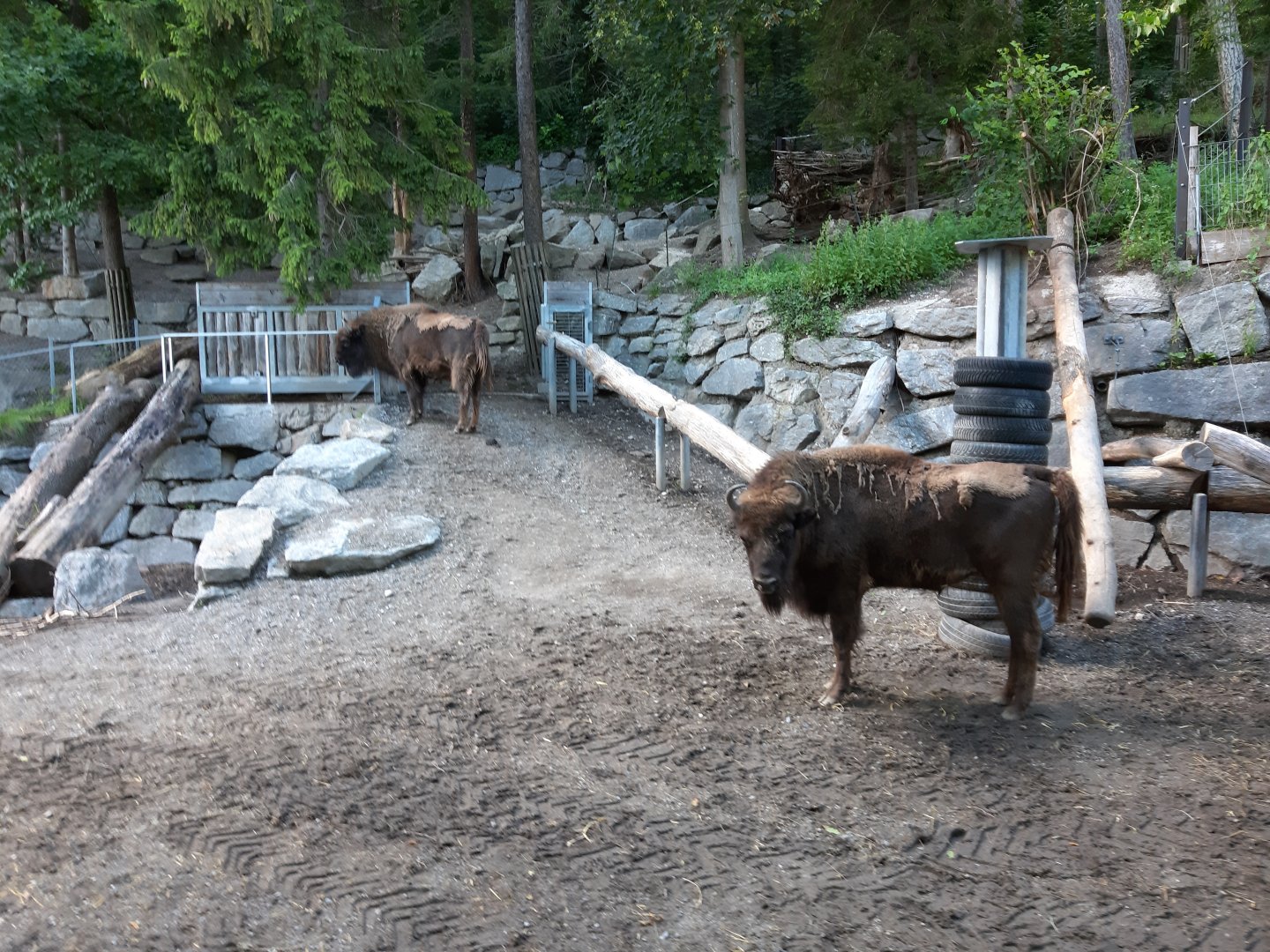 European bison